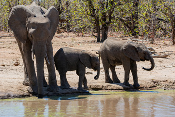 Fototapeta na wymiar African Elephants