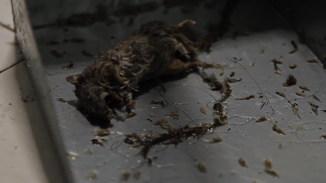 Maggots crawling out from a dead rat body.