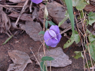 Centrosema, a climbing wild legume