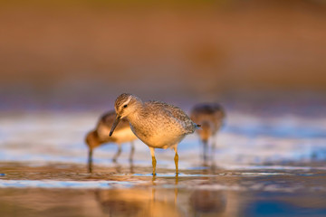Water bird. Red Knot. Yellow blue nature background.