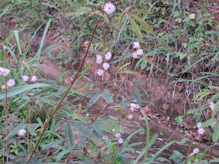 Flowers of a wild (Fabaceae, Leguminosa)