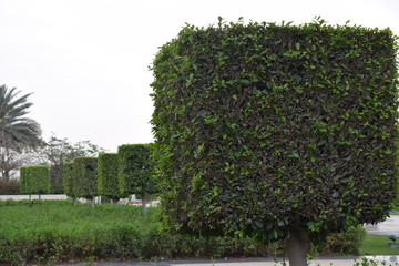 eckige Hecke