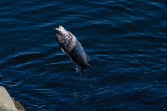Tautog being pulled out of Acushnet River