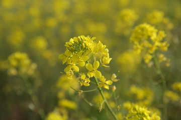 yellow flowers in the field for background