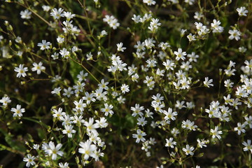 field of white flowers for background and texture