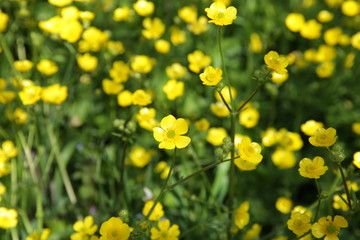  field of yellow flowers of celandine