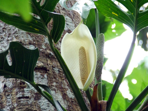 Close-up of the flowers of a wild aracea. This species is similar to philodendrons