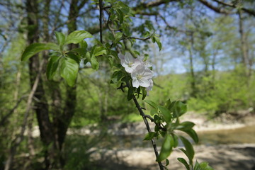 blooming apple tree with white flowers in spring forest