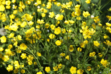  field of yellow flowers of celandine