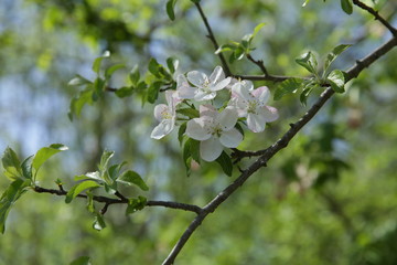 white flowers of apple tree in spring
