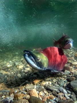 California, British Columbia, Adams River, Sockeye salmons, Oncorhynchus nerka