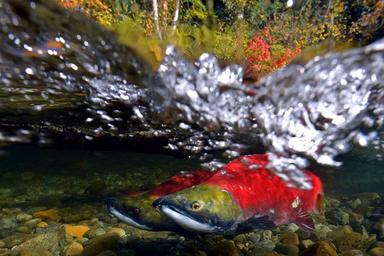 California, British Columbia, Adams River, Sockeye salmons, Oncorhynchus nerka, over-under image