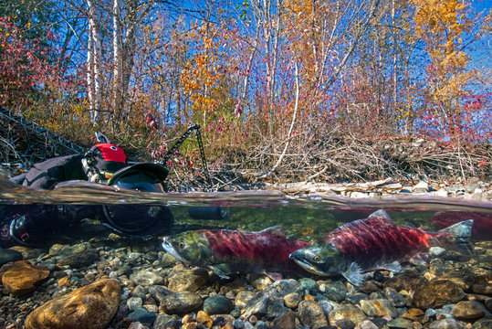 California, British Columbia, Adams River, Photographer photographing spawning sockeye salmons, Oncorhynchus nerka