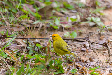 yellow bird