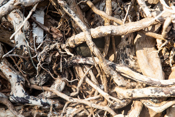 Root tree in forest. Monochrome
