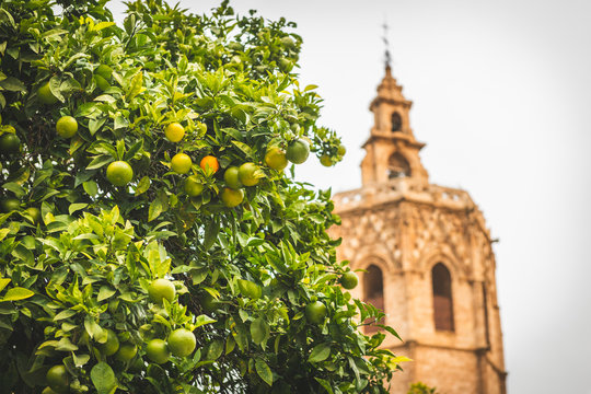 Spain, Valencia, view to El Micalet with orange tree in the foreground
