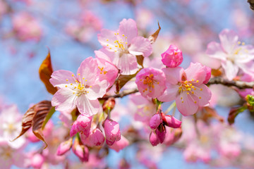 Fototapeta na wymiar Spring flowering of sakura. Background for a festive wedding greeting card and wedding invitation.