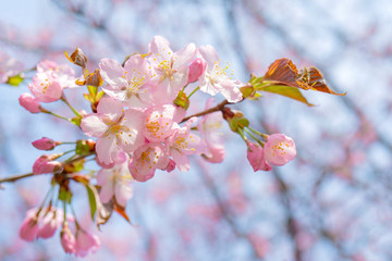 Spring flowering of sakura. Background for a festive wedding greeting card and wedding invitation.
