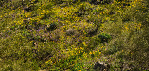 A panorama of the side of a rocky hill covered in spring time growth of grasses and California Poppies.