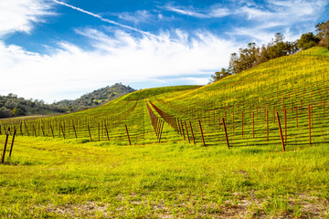 Fototapeta premium A vineyard in Napa Valley, California on a hillside looking down rows of vines.
