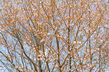 Obraz premium Spring flowering of sakura. Background for a festive wedding greeting card and wedding invitation.