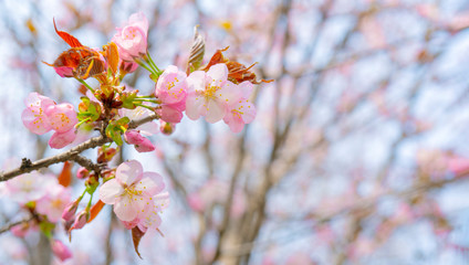 Spring flowering of sakura. Background for a festive wedding greeting card and wedding invitation.