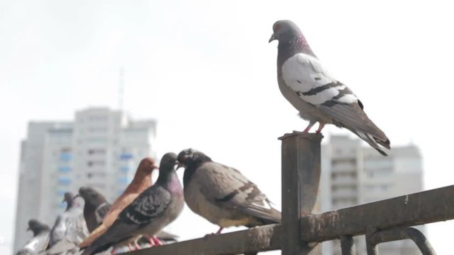 Many pigeons are moving and standing on the steel fence in the park.