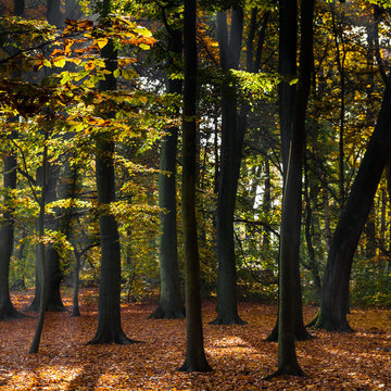 Belgium, Antwerp, middelheim park in autumn - fall