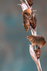 Eurasian harvest mice (Micromys minutus) on dry plant - closeup with selective focus