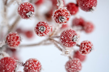 Red berries of common holly, Ilex aquifolium in winter, frost-covered