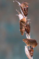 Eurasian harvest mice (Micromys minutus) on dry plant - closeup with selective focus