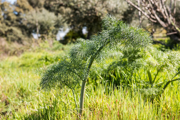 A leafy fennel branch in a field Grimaldo