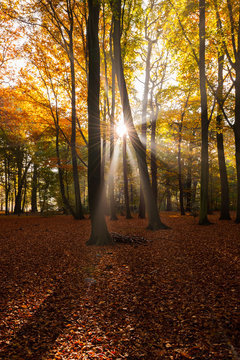 Belgium, Antwerp, middelheim park in autumn - fall