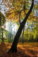 Belgium, Antwerp, middelheim park in autumn - fall