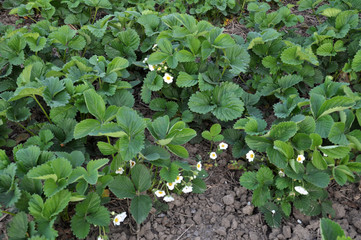 Obraz premium Spring bloom of strawberry bushes
