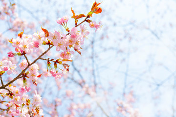 Spring flowering of sakura. Background for a festive wedding greeting card and wedding invitation.