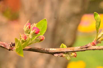flowers on a branch