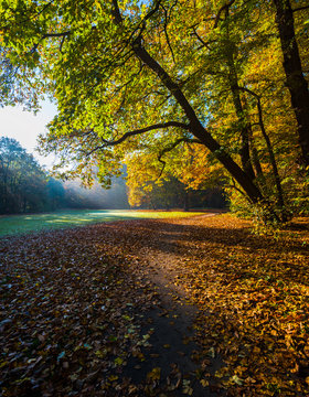 Belgium, Antwerp, middelheim park in autumn - fall