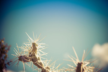 A close up of a cactus plant with the background full of other plants, but blurred out.