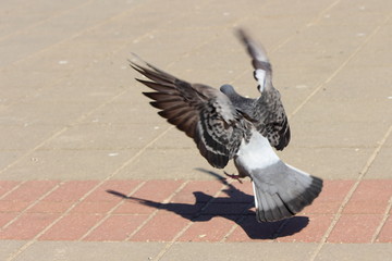 Grey Pigeon lands on a stone pavement in the Park on a spring day