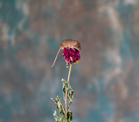 Eurasian harvest mouse (Micromys minutus) on dry plant - closeup with selective focus