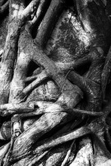  Tree Background. Wood texture detail