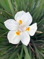 Obraz na płótnie Canvas Primer plano de la flor de un Iris cultivado (Iridaceae)