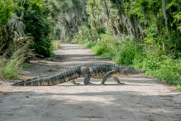Large Male Alligator Walking Across Path in Florida