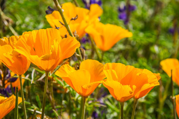 A group of California Poppies in full sunlight.  The flowers in the foreground are in focus with the background flowers out of focus.