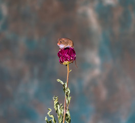 Eurasian harvest mice (Micromys minutus) on dry plant - closeup with selective focus