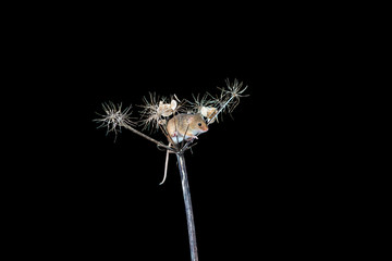 Eurasian harvest mice (Micromys minutus) on dry plant - closeup with selective focus