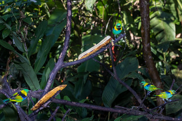 Colorful birds of the rain forest feeding in a bird sanctuary