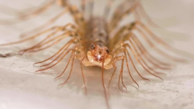 House Centipede Cleaning Antenna From Front CLOSE UP SLOW MOTION