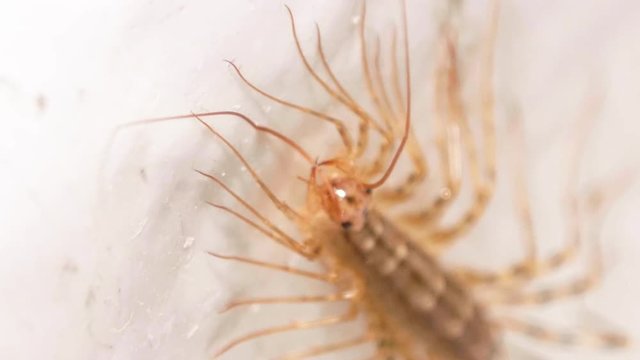 House Centipede Moving Antenna Down into Mouth CLOSE UP SLOW MOTION